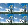 Medical Arts Press Generic Laser Postcards Generic Postcards; For Laser Printer; Flowers And Sky, 100/Pk 2 Medical Arts Press Generic Laser Postcards Generic Postcards; For Laser Printer; Flowers And Sky, 100/Pk -Avery shop s0842711 s7